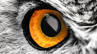 Guess the Animal Eyes Quiz